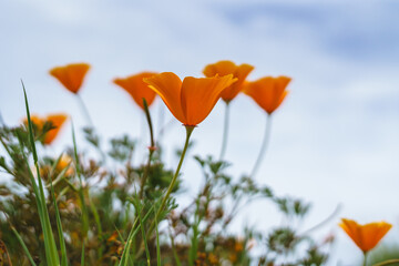 California Golden poppies in bloom against blue sky on backgorund