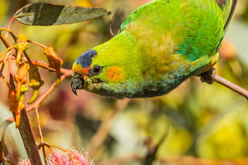 Purple-crowned Lorikeet in Victoria Australia
