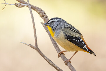 Spotted Pardalote in Victoria Australia