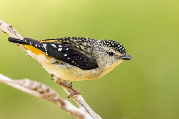 Spotted Pardalote in Victoria Australia