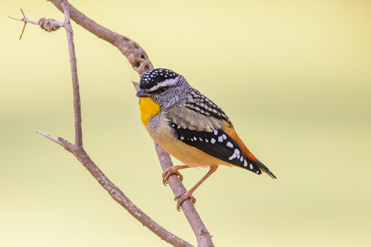 Spotted Pardalote in Victoria Australia