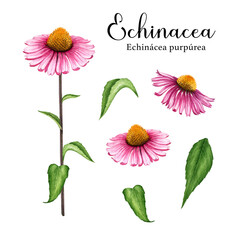 Echinacea herb watercolor illustration set. Hand drawn botanical realistic Echinacea purpurea plant flower, leaf element collection. Natural herbal medical remedy. White background - obrazy, fototapety, plakaty
