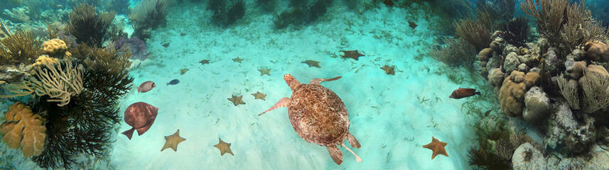 Colorful coral reef with many fishes and sea turtle at Caribbean Sea at Honeymoon Beach on St....