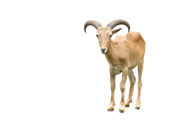 Barbary sheep isolated on transparent background.