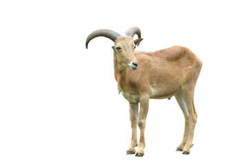Barbary sheep isolated on transparent background. © Passakorn