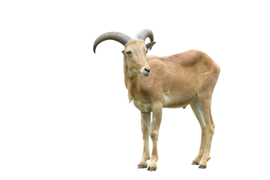 Barbary sheep isolated on transparent background.