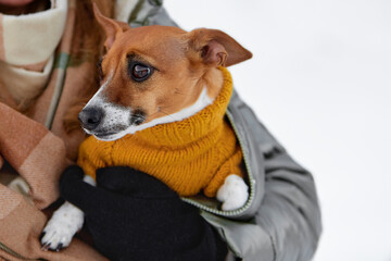 Jack Russell Terrier warming himself in the arms of his master. The dog is wearing a yellow vest. It's cold and frosty outside.