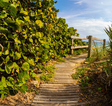 Boardwalk Over Sand Dunes To The Beach, Palm Beach , Florida, USA