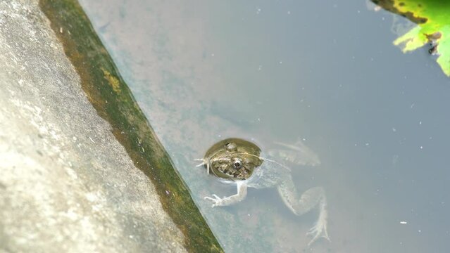 View of frog sitting in a lotus pond with fishes swim to and fro, looking towards the camera and jumping away.