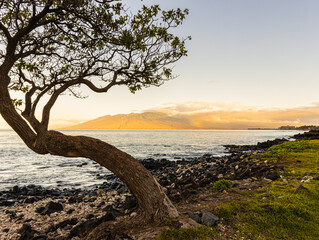 Fototapeta premium Kiawi Tree on Wailea Beach With The Mountains of North Maui, Maui, Hawaii, USA
