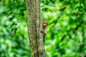 Monkey
