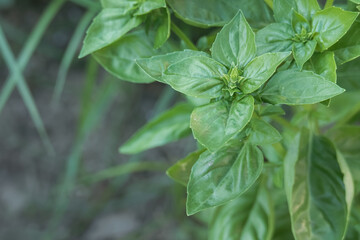 basil plant growing outdoors ocimum basilicum