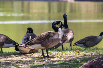 country goose family