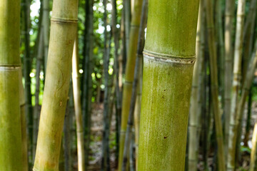 bamboo forest background