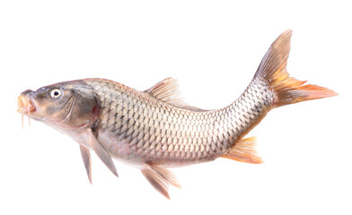 Carp fish isolated on white background