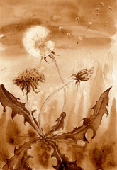 Dandelion in different phases of flowering.. Hand drawn coffee on paper textures. Сoffeedrawn collection. Raster
