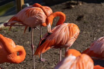 flamingo in the zoo