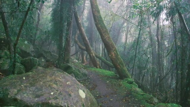 A video of push in misty Springbrook National Park forest, Queensland, Australia