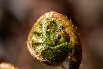 Dryopteris filix-mas flower growing in forest	