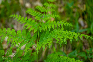 Dryopteris filix-mas flower growing in forest	