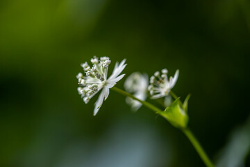 Astrantia carniolica flower growing in mountains, close up	