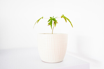 close-up of bonsai japanese maple plant in white pot indoor over white shelf