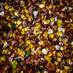 Yellow dry leaves lie on the ground.