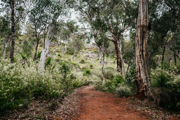 Australian bush in flower in John Forrest National Park in the Perth hills. © LisaGageler