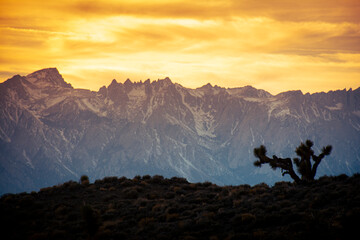 Joshua trees with mountain landscape during sunset