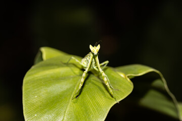 praying mantis on leaf, in nature