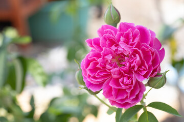 Pink rose, have green leaves blurred as backdrop suitable for use background