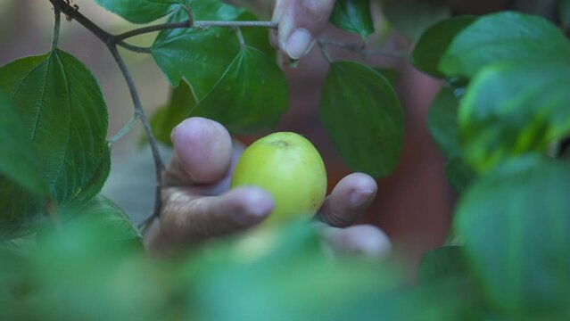 Close up hand farmers harvesting jujube fruit in an agricultural Jujube farm. 