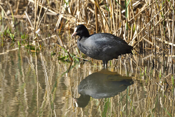 池に佇むオオバン