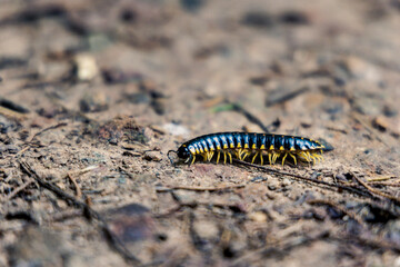 caterpillar on a leaf