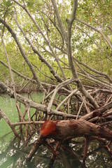Fototapeta na wymiar mangroves