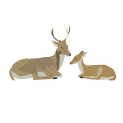 A vector of male and female deer sitting on isolated white background