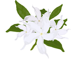 Star Jasmine vine also called Confederate jasmine