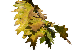 Oak lives isolated on  transparent background