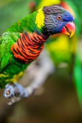 The closeup image of coconut lorikeet (Trichoglossus haematodus). This is a parrot in the family Psittaculidae. The bill is orange-red, and the head dark blue fading to brown at the neck. 