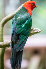 the male Australian king parrot (Alisterus scapularis) close up image. 
Endemic to eastern Australia, They feed on fruits and seeds gathered from trees or on the ground.