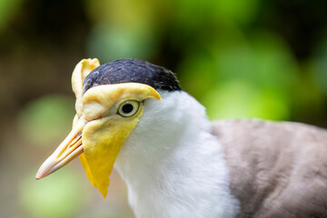 a Masked lapwing closeup image. It s a large, common and conspicuous bird native to Australia, particularly the northern and eastern parts of the continent, New Zealand and New Guinea. 