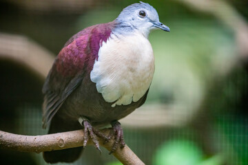The Santa Cruz ground dove (Pampusana sanctaecrucis) is a species of bird in the family Columbidae. It is found in the southern Solomon Islands and Vanuatu. It is threatened by habitat loss.