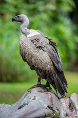 White-backed vulture is a typical vulture, with only down feathers on the head and neck, very broad wings and short tail feathers. It has a white neck ruff. it is Critically Endangered