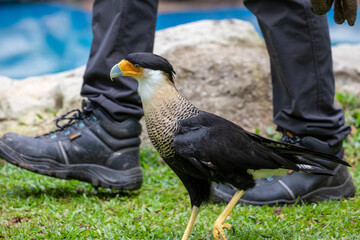 The southern crested caracara (Caracara plancus) walks with people, which is a bird of prey in the family Falconidae, which is restricted to central and southern South America. 