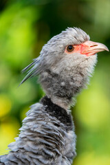 The southern screamer (Chauna torquata) is a species of bird in family Anhimidae of the waterfowl order Anseriformes. It is found in Argentina, Bolivia, Brazil, Paraguay, Peru, and Uruguay