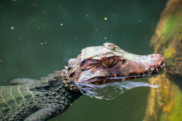 The Cuvier's dwarf caiman in the pond.
It is a small crocodilian in the alligator family from northern and central South America. 
It lives in riverine forests, flooded forests near lakes.