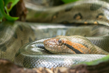 The closeup image of green anaconda (Eunectes murinus) . It is a boa species found in South...