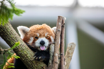 a red panda has tongue out with funny face. 
It is a mammal native to the eastern Himalayas and southwestern China
The red panda has reddish-brown fur, a long, shaggy tail, and a waddling gait  - Powered by Adobe