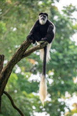 The mantled guereza (Colobus guereza) is a black-and-white colobus, a type of Old World monkey. It is native to much of west central and east Africa. 
It has a distinctive appearance.