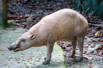 Fototapeta premium a female Buru babirusa stands alone. It is a wild pig-like animal native to the Indonesian islands of Buru, also called deer-pigs. Babirusa are notable for the long upper canines in the males. 